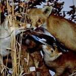heimische-tierwelt-fuchs