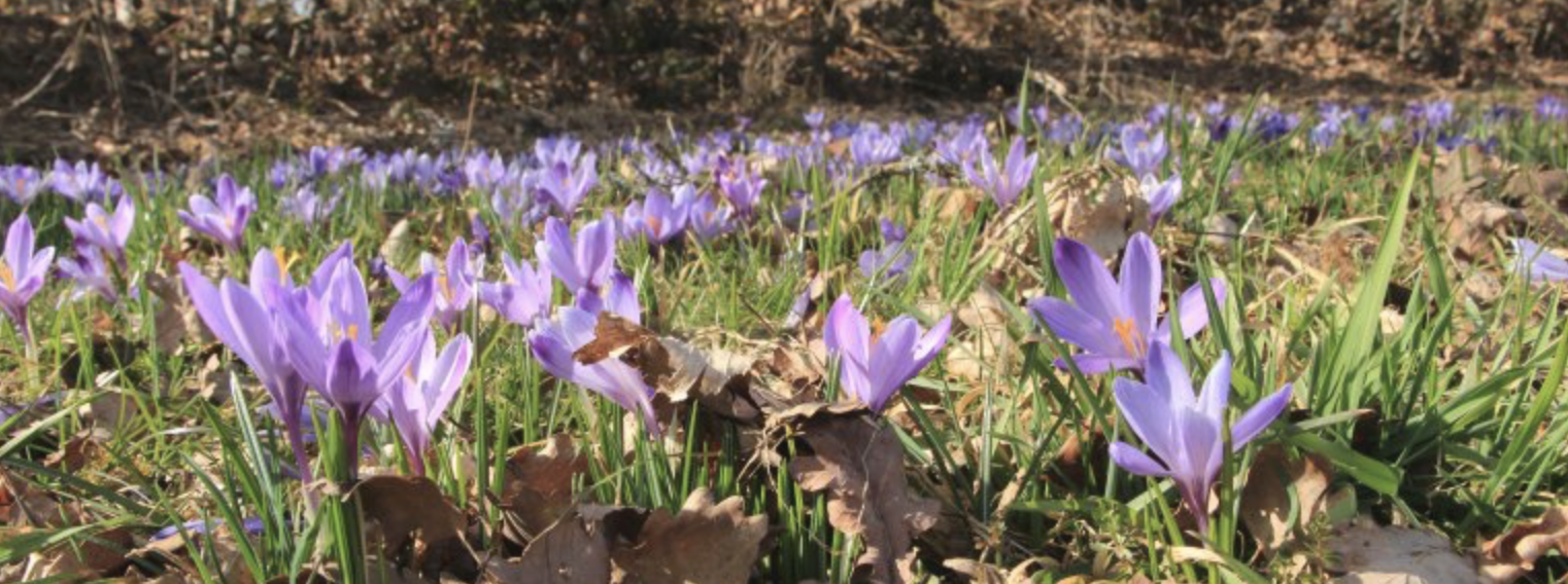 Schwäbischer Albverein | Ortsgruppe Bitz